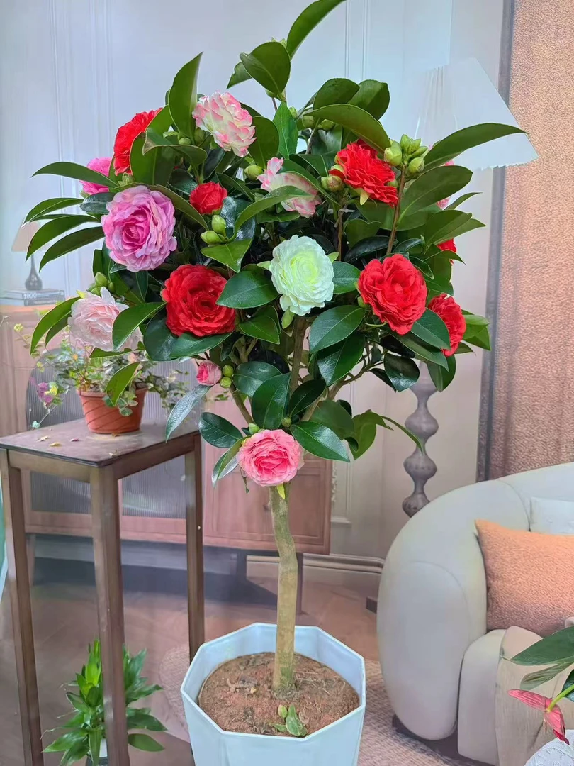 50cm-70cm精品五色赤单带花苞好养客厅阳台w