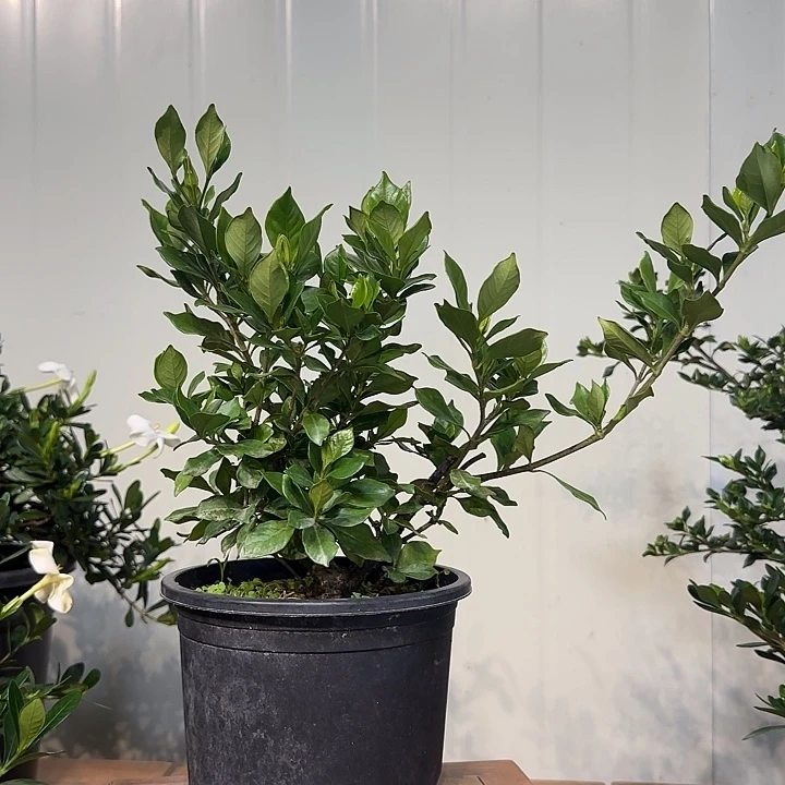 云***花无花朵玉环栀子花