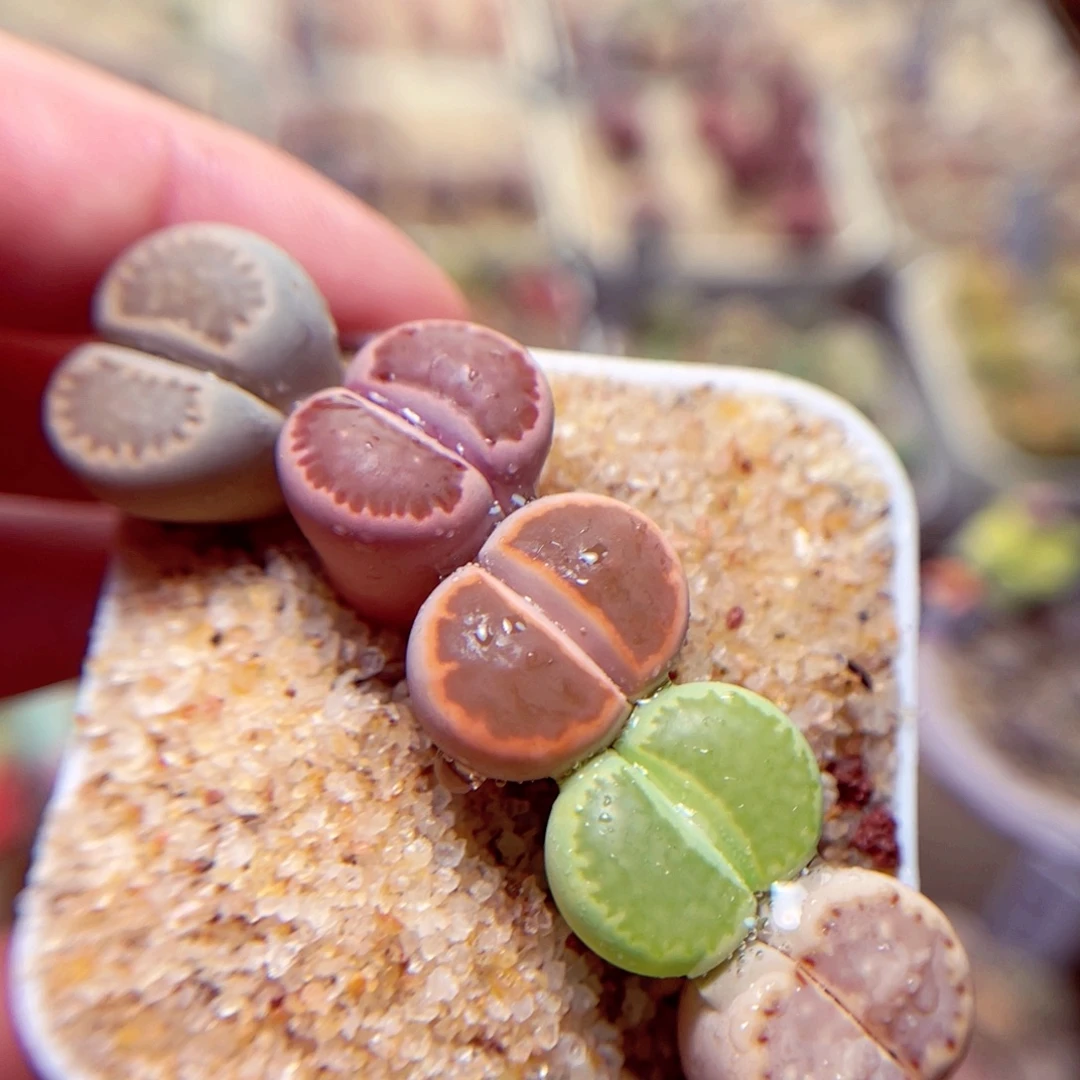 529号带盆包邮发货