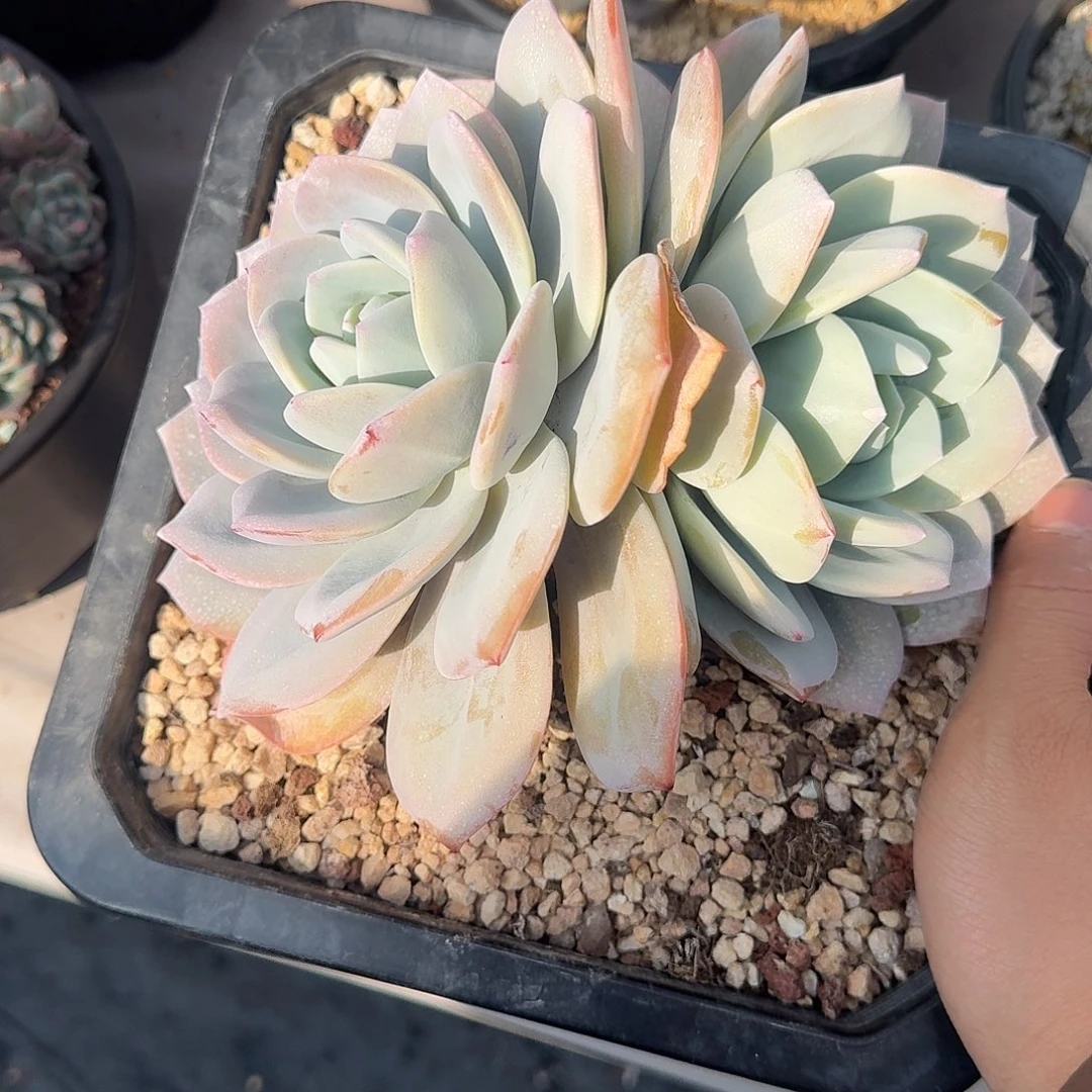 用****2奶茶 00000000