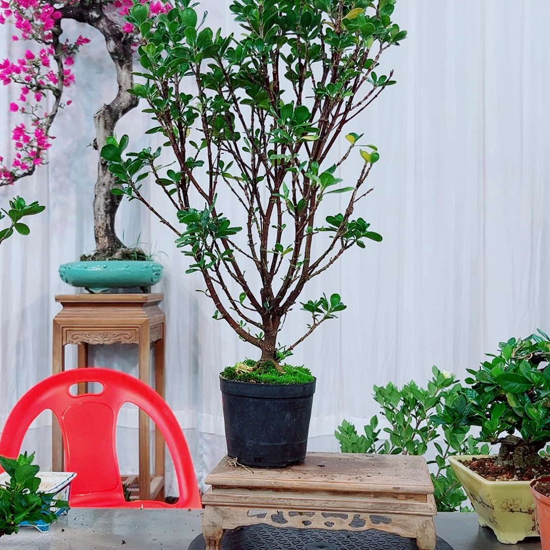 黄***游重魔珠栀子花花花