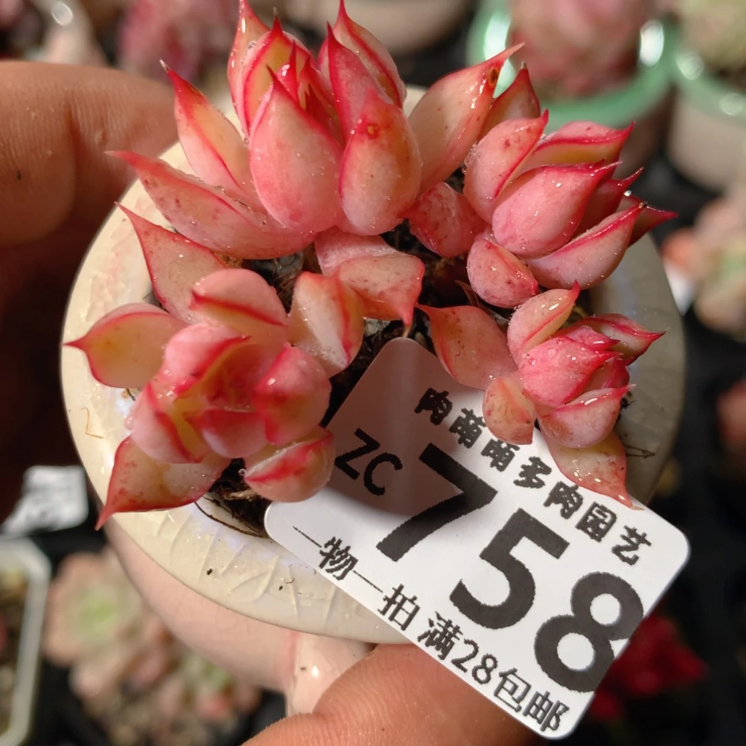 5CM拇指盆精控多肉ZC758