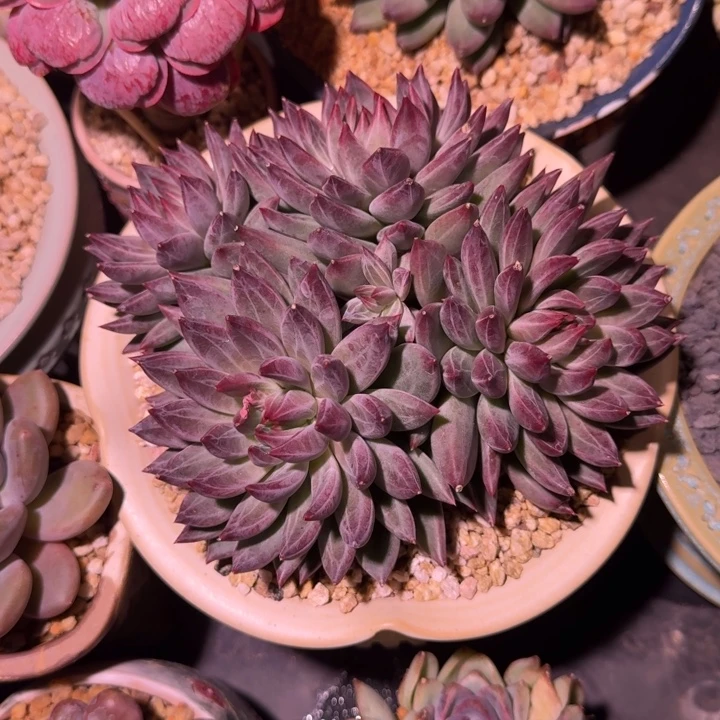 紫镜 4头 一物一拍