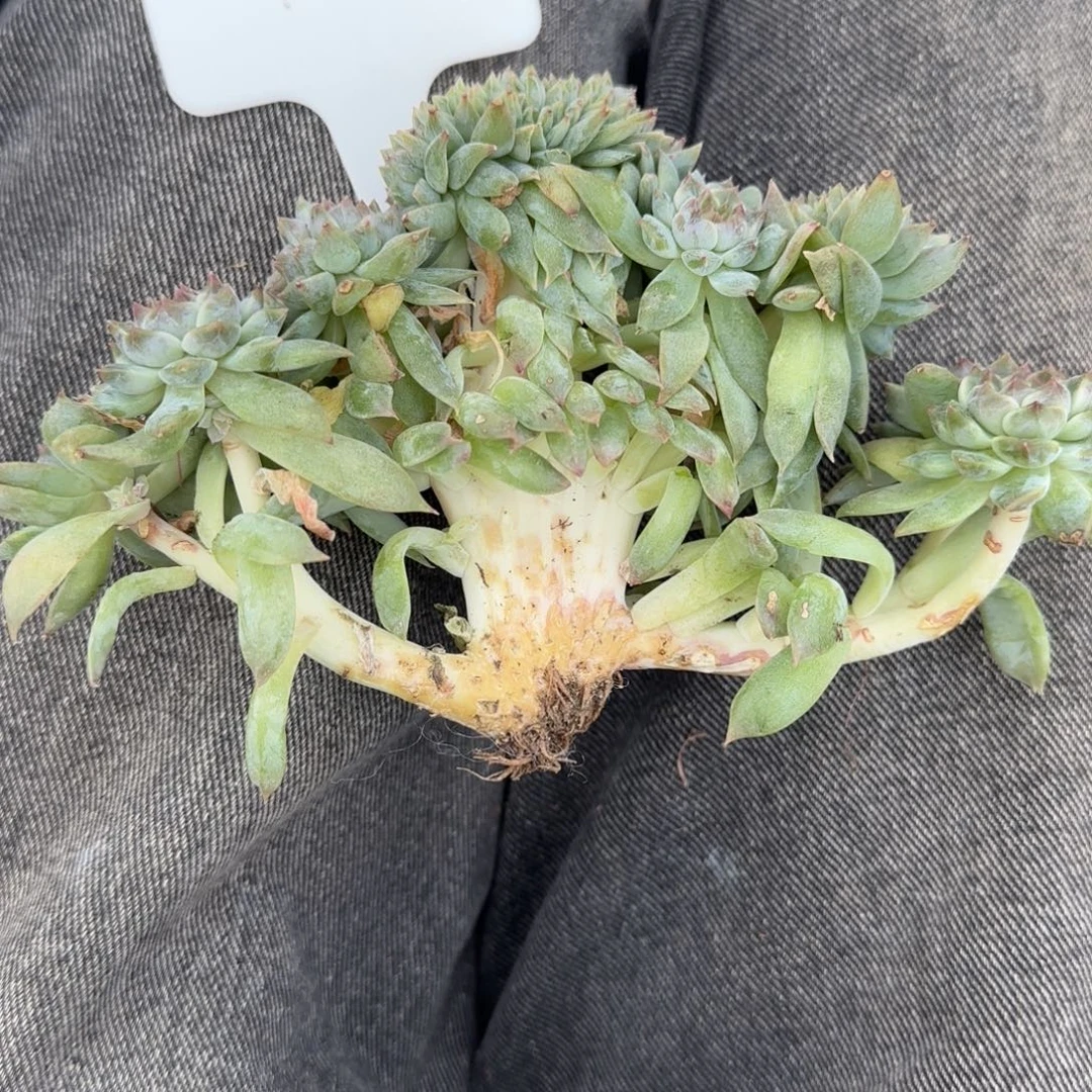 一物一拍秘境冰魄龙头树缀93