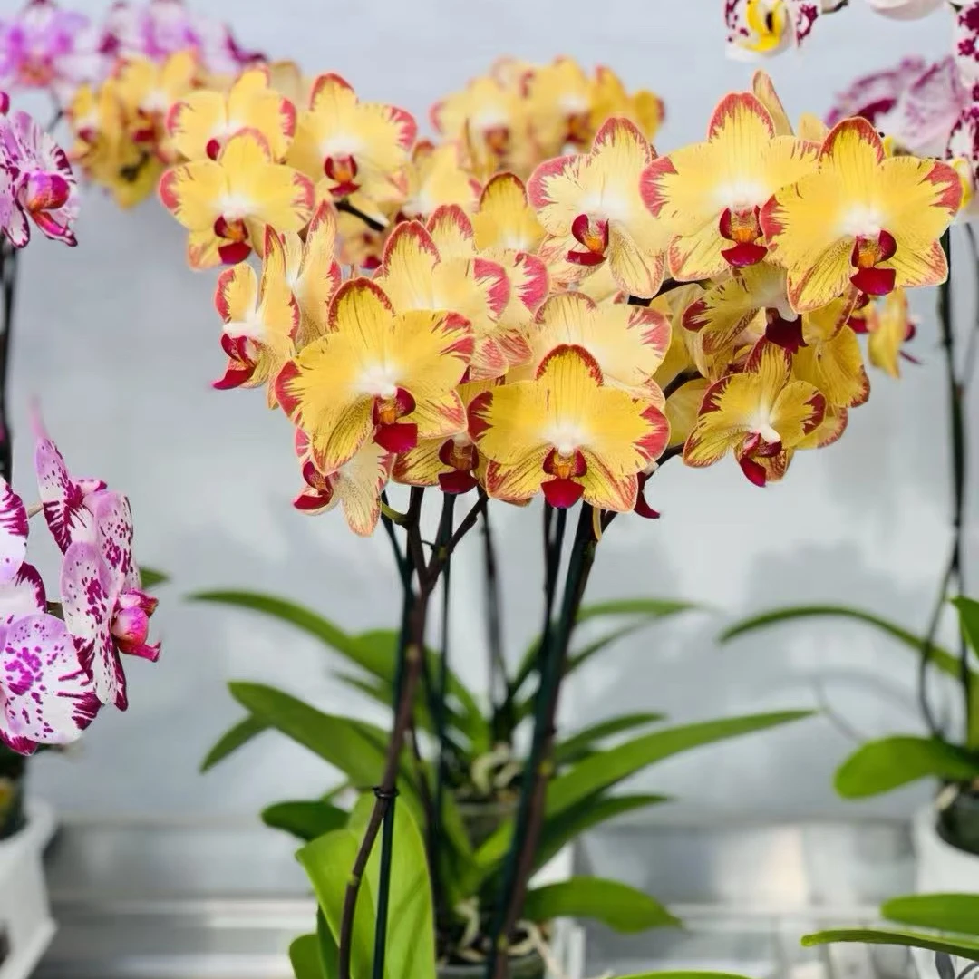 爸爸加油蝴蝶兰变异品种直播间专属链接赠营养液