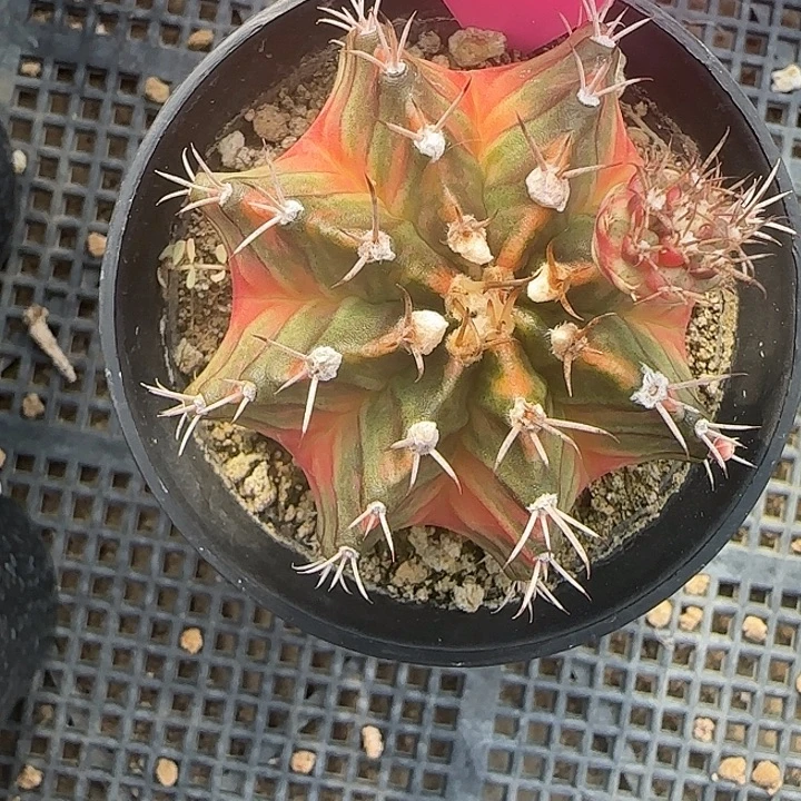 L501-1216泰国发货