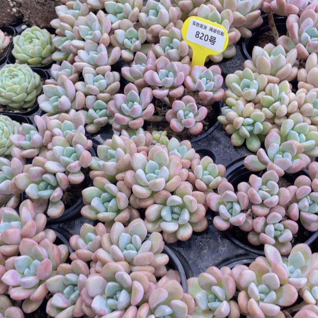 820号 老桩多头花斑鹭捧花群一个