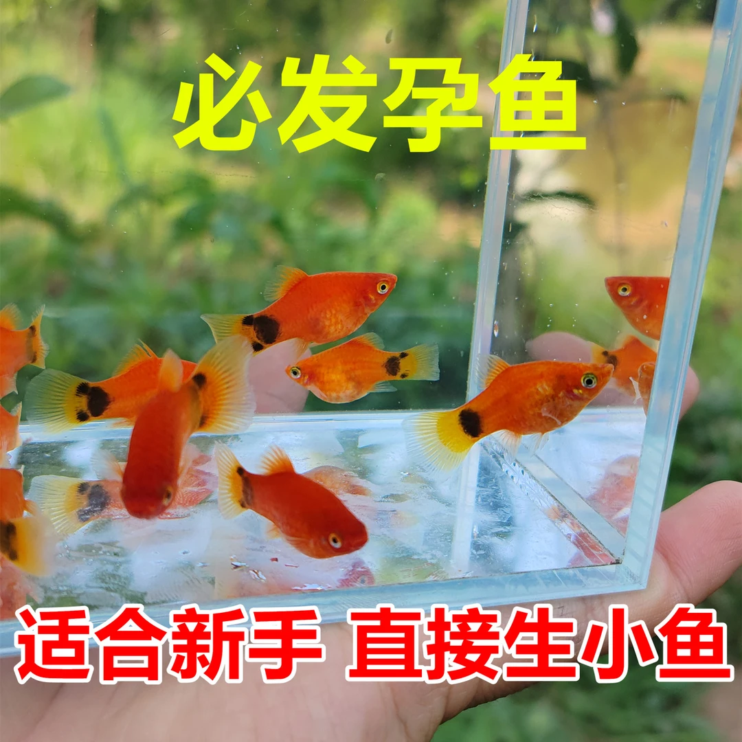 适合新手精品红米奇鱼观赏鱼小鱼月光鱼胎生鱼淡水小型热带鱼包邮