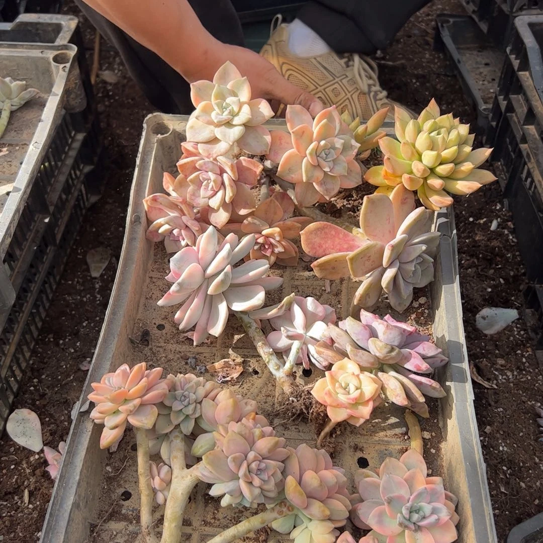 571多肉植物纤维维生素