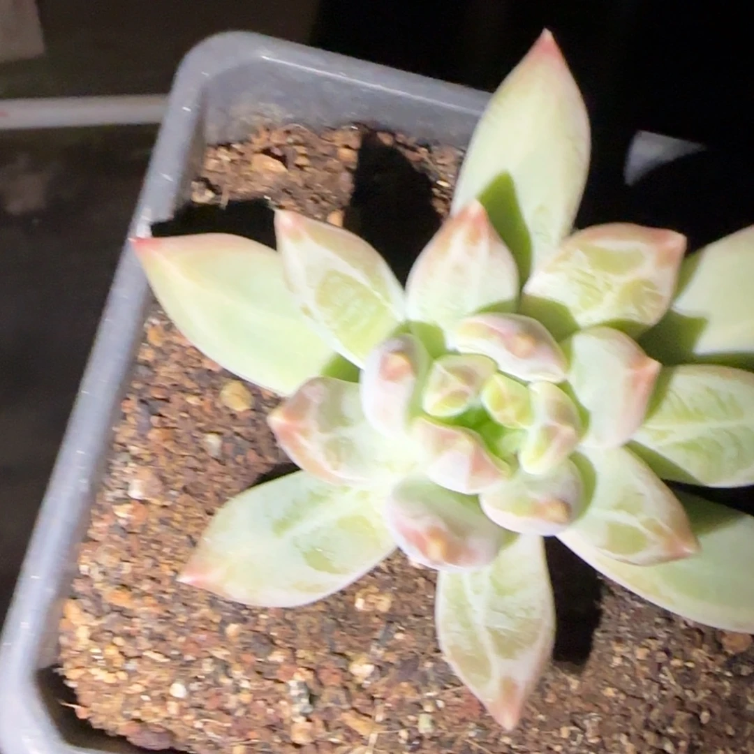 汤****多肉植物的植物植物