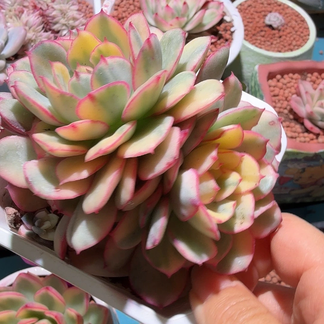 般若锦，多肉植物