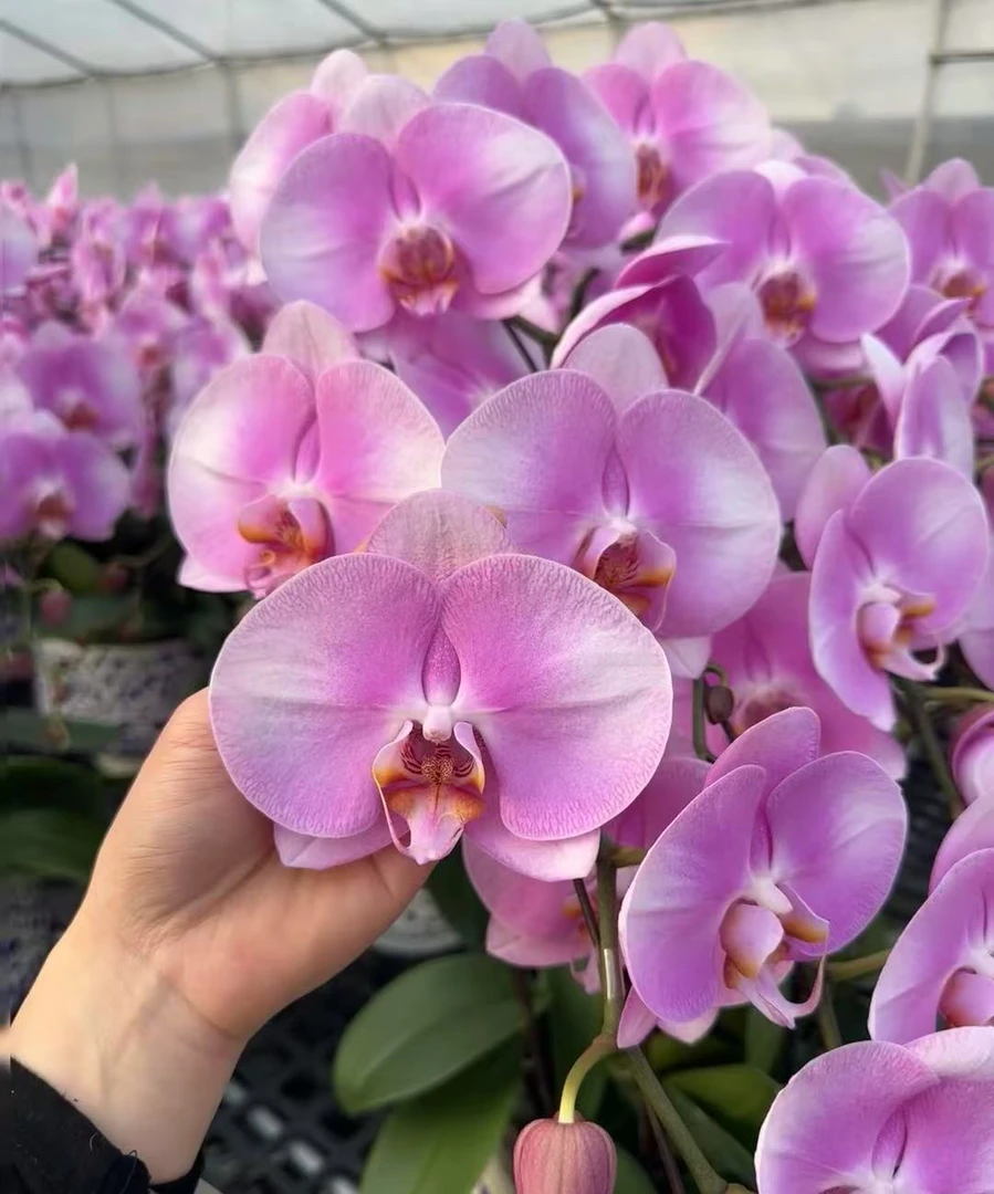 大花品1个剑《美滋滋》2.8寸杯  苗子发货不带花/凑满两颗包邮