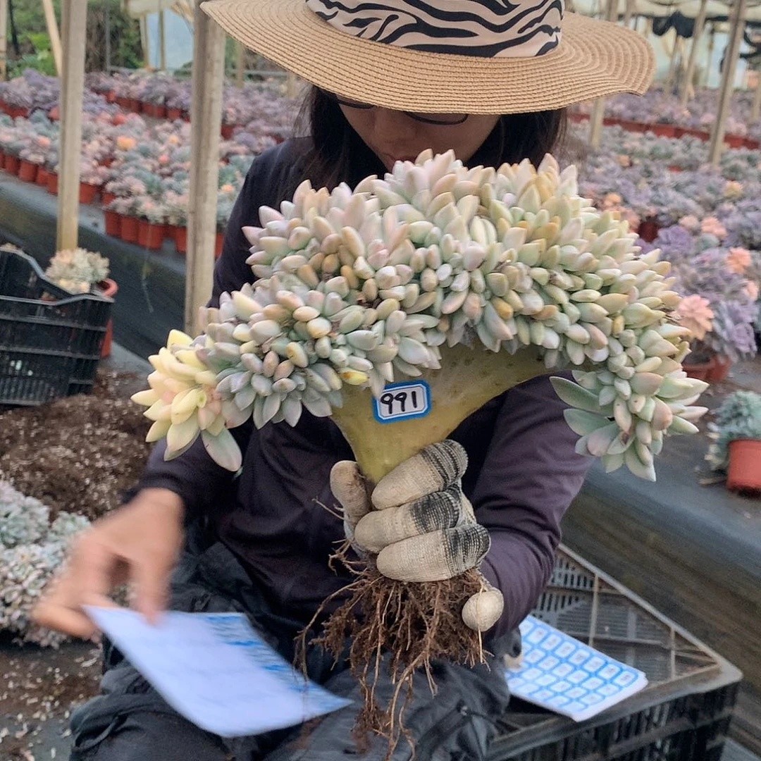 991 淡雪锦缀化一物一拍