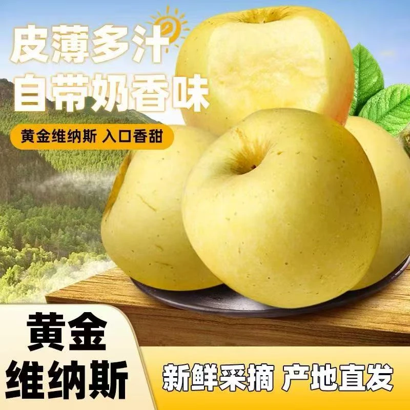 【孟大林】正宗山东烟台黄金维纳斯苹果当季水果脆甜多汁现摘现发