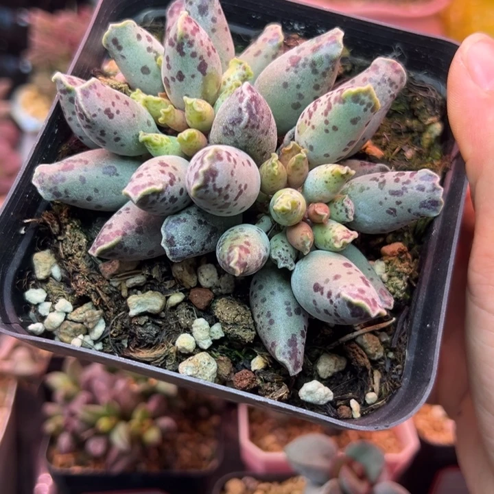 一物一拍，感谢支持