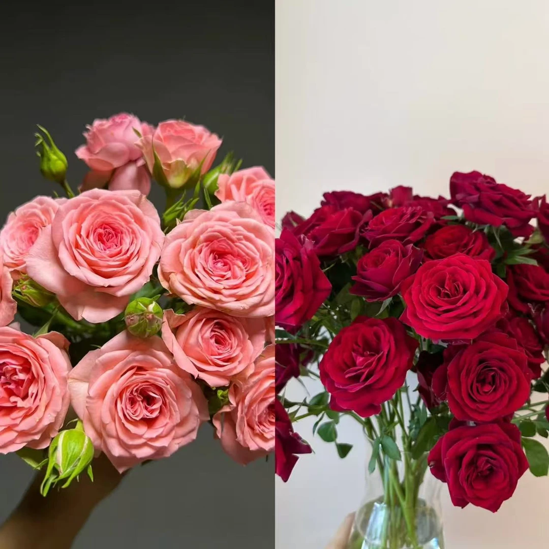 仙度瑞拉 +红丝绒 原盆原土 基地直发