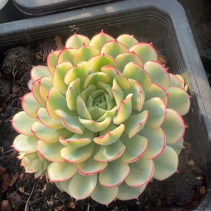 梦幻玫瑰黄锦一物一拍