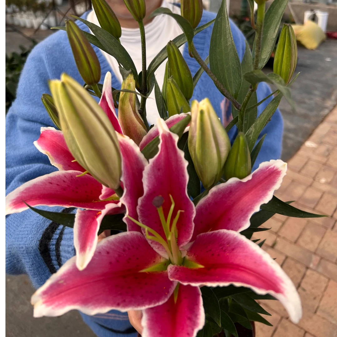 13个花苞起（粉色）香水百合花盆栽带花苞发货百合盆栽鲜花客厅阳台庭院花卉盆栽年宵花