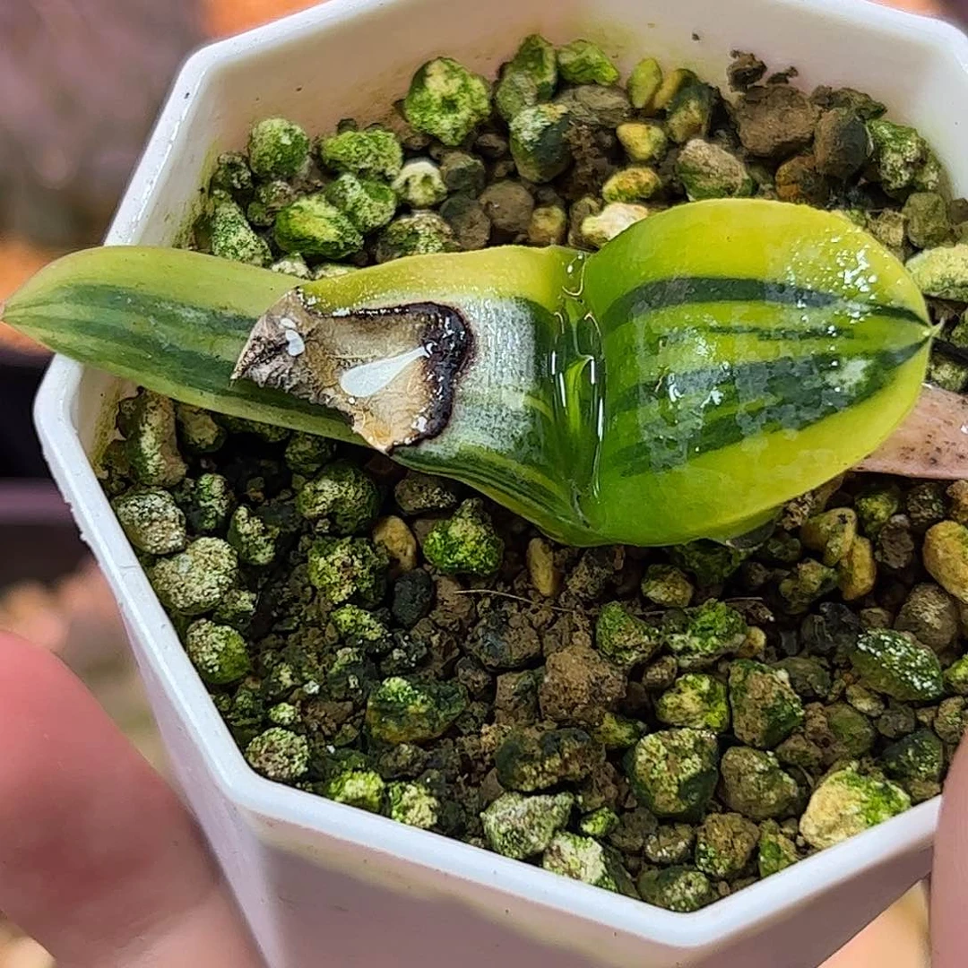 卧牛锦十二卷多肉植物