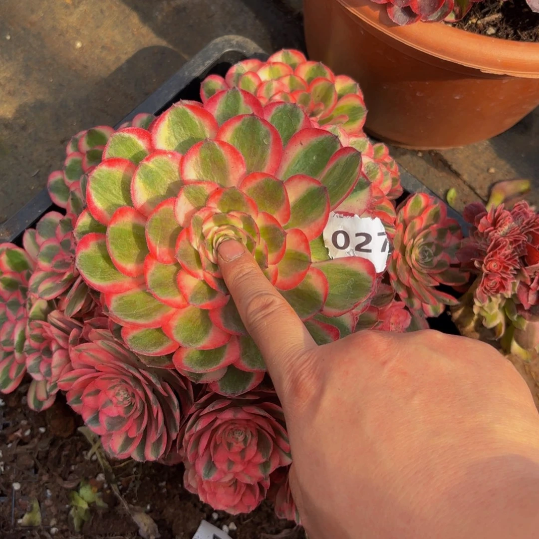 027多肉植物倾城