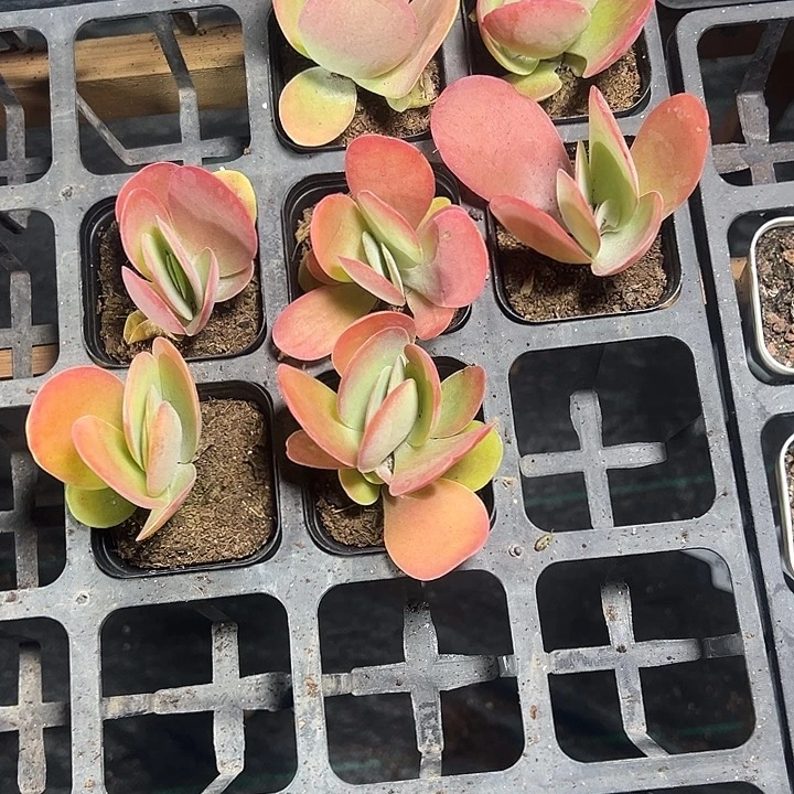 ?****゜唐印精品多肉植物大战