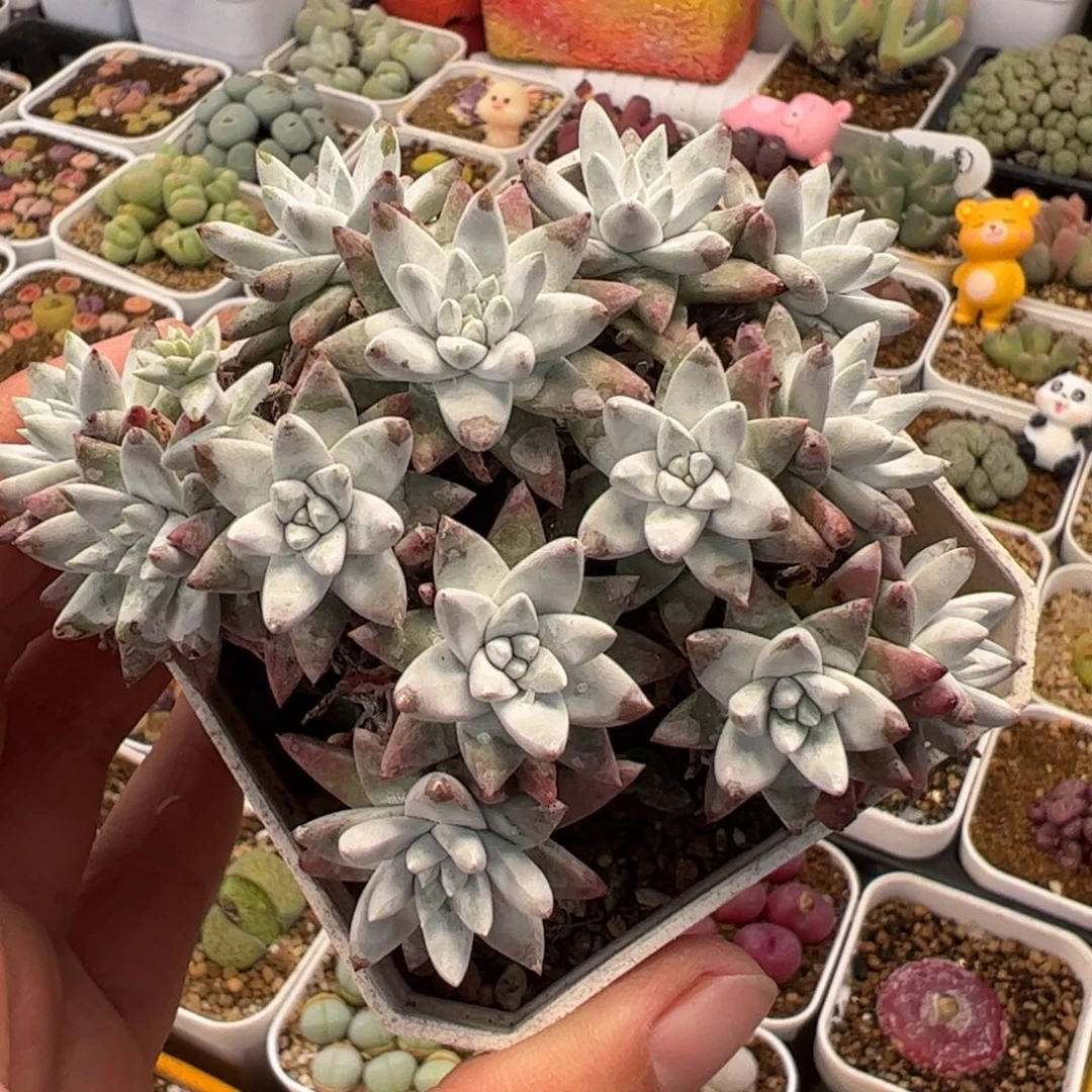 118多肉植物组合