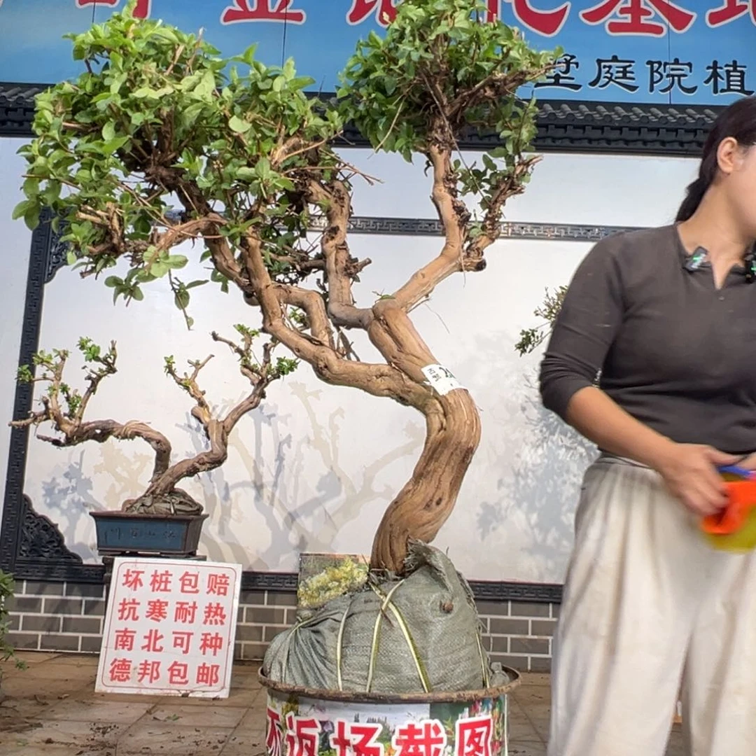 完全开放金银花4588855555