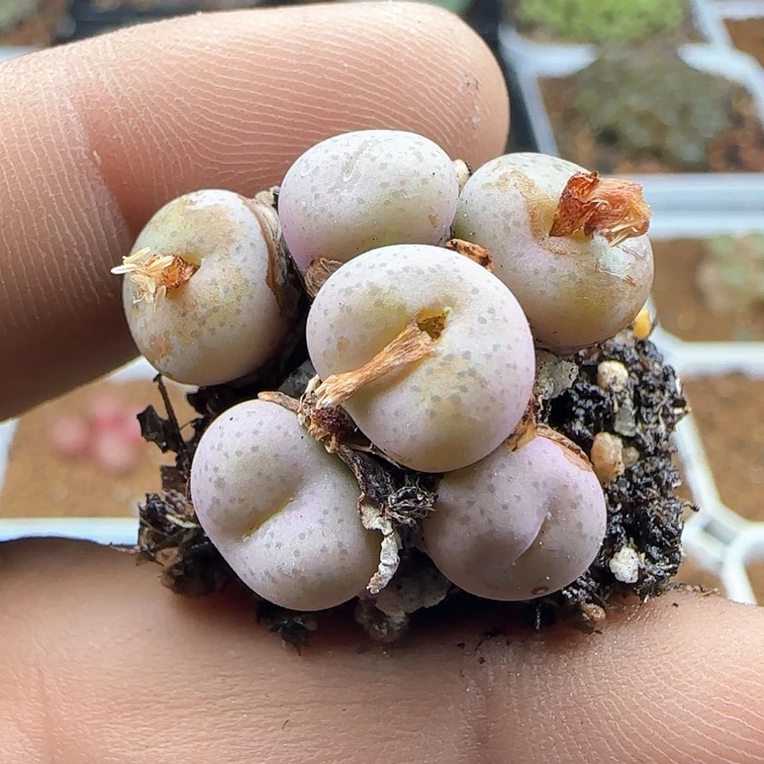 b****u脱土28包邮25874