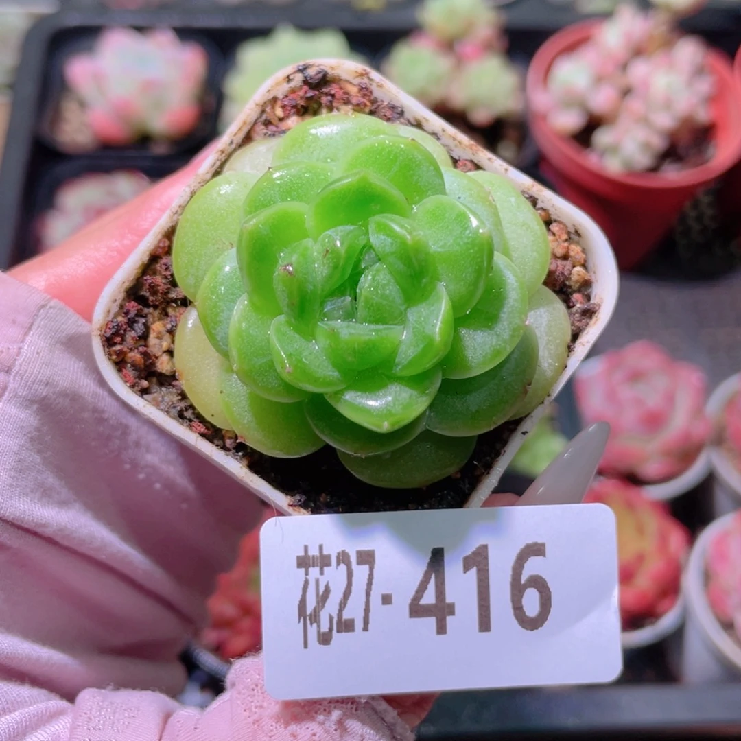 花利美27-416珍妮