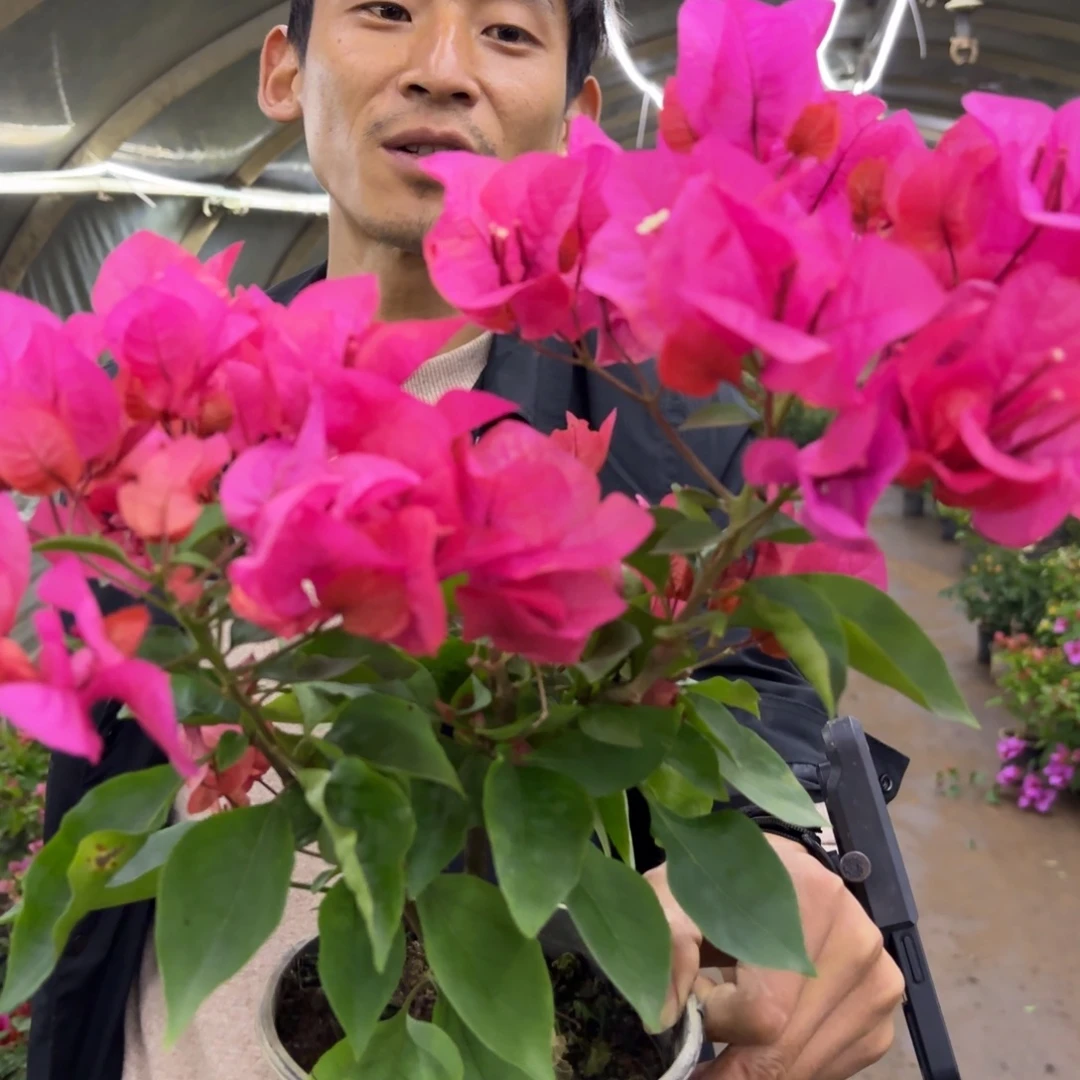 全部花苞（同安红）三角梅会落花落叶会光杆苗有大有小