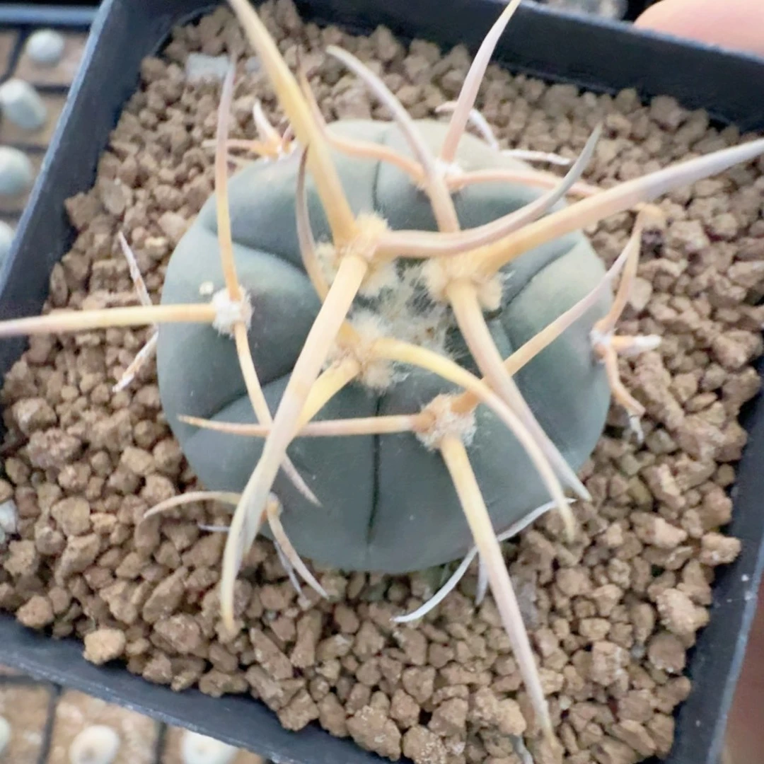 实生天平脱土发货