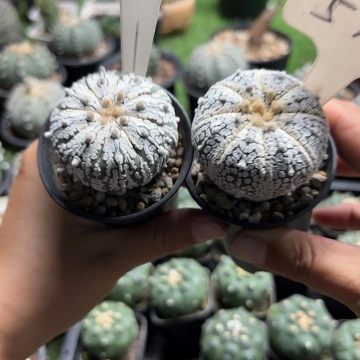 1188 577二个好养皮实