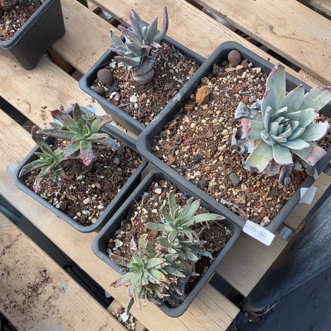 80号四棵组合小可爱