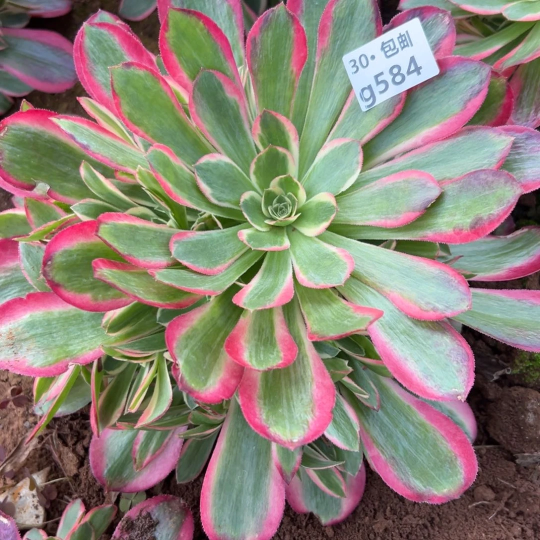 584新品多肉法师