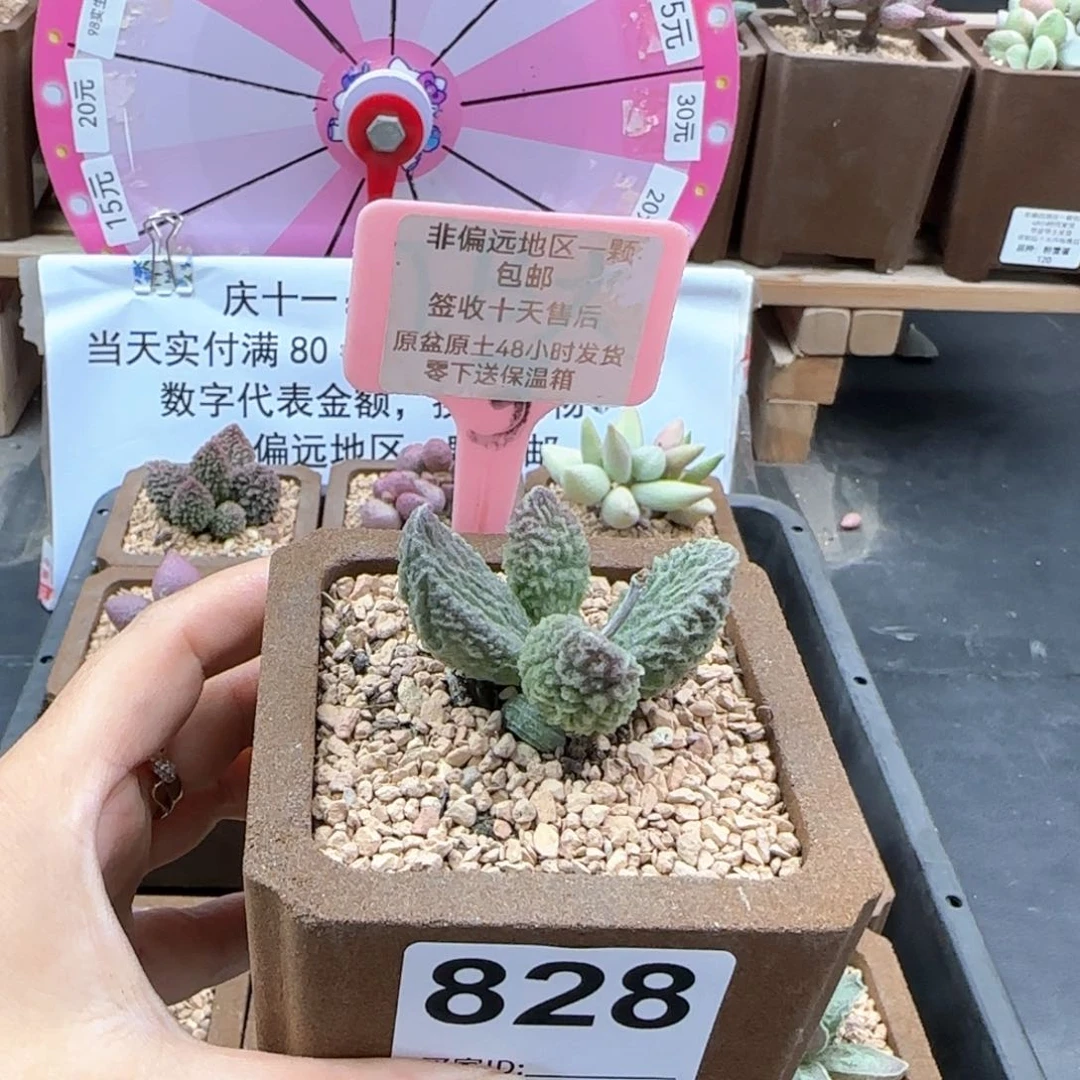 828苍龙多肉植物
