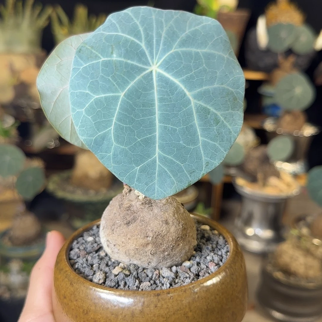 一物一拍老家一叶龟04