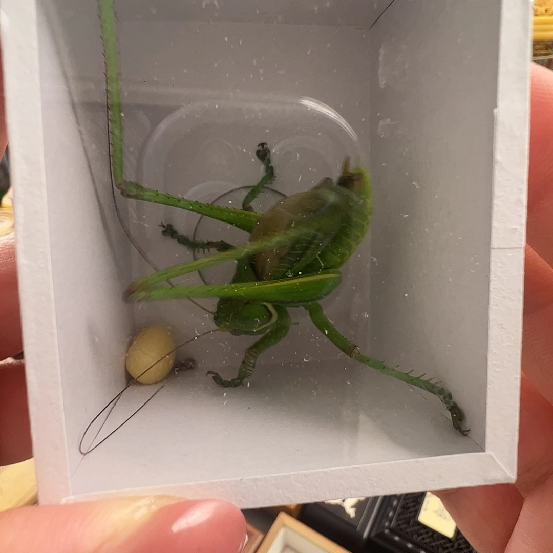 哈哈哈绿蝈蝈一个