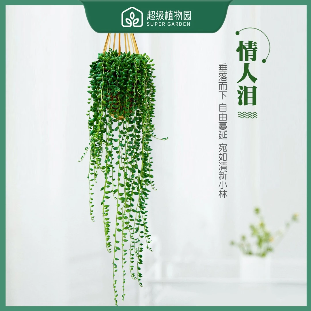 【长60-80带竹编篮】佛珠垂吊多肉绿植盆栽书房阳台庭院悬挂植物