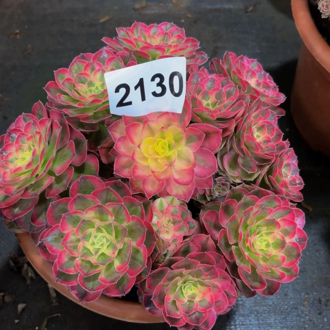 y***y2130多肉植物半糖