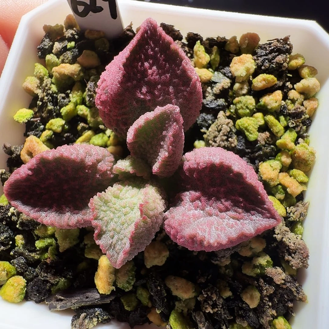 实生水泡，带盆发货，满38包邮，植物售出不退不换