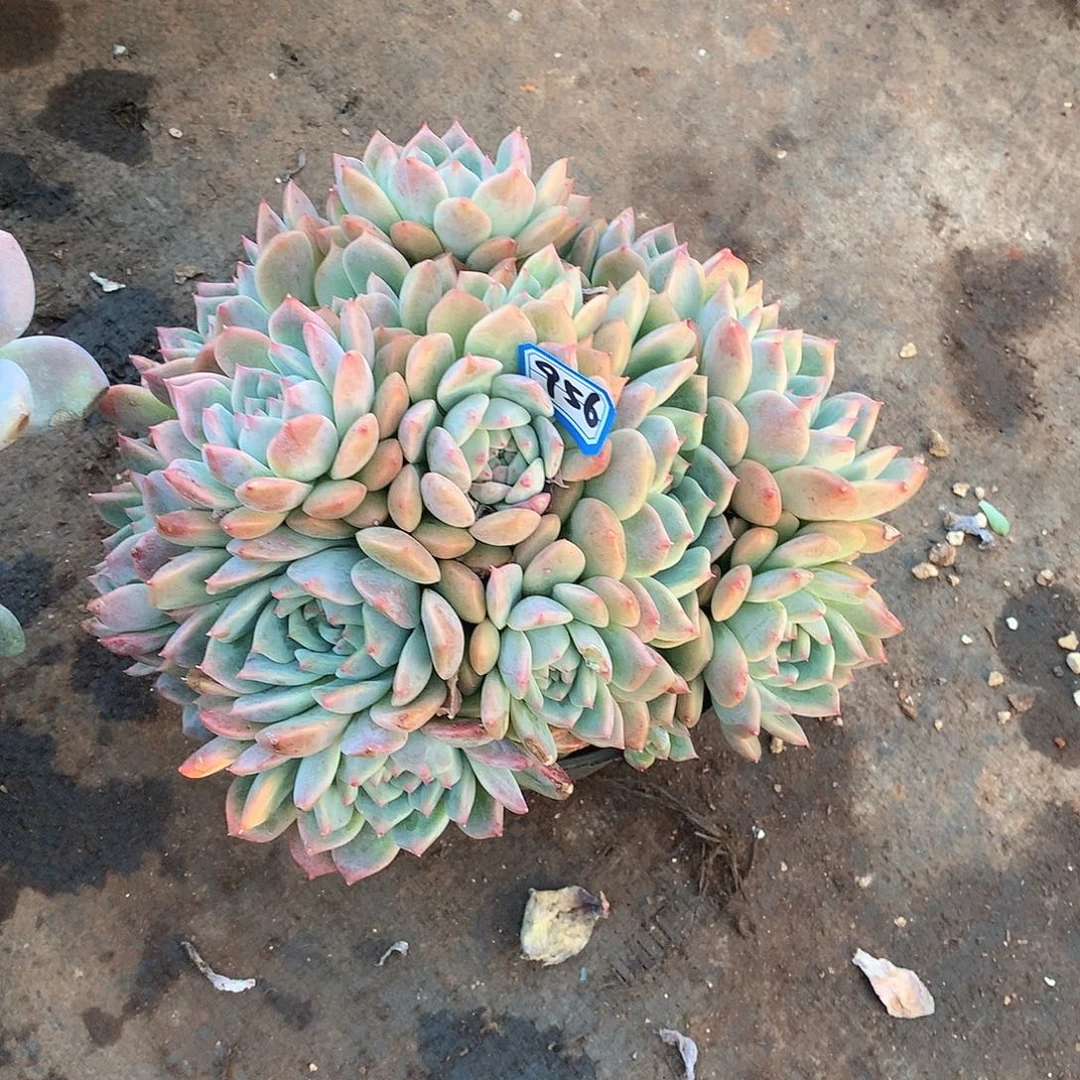 956霜花 一物一拍多肉