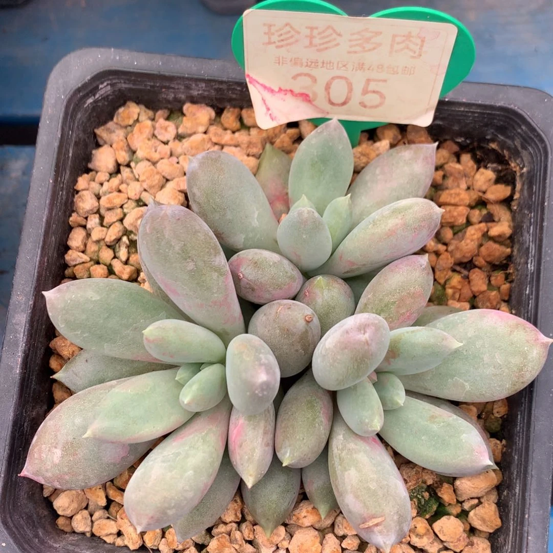 哥特萝莉群生彩体305