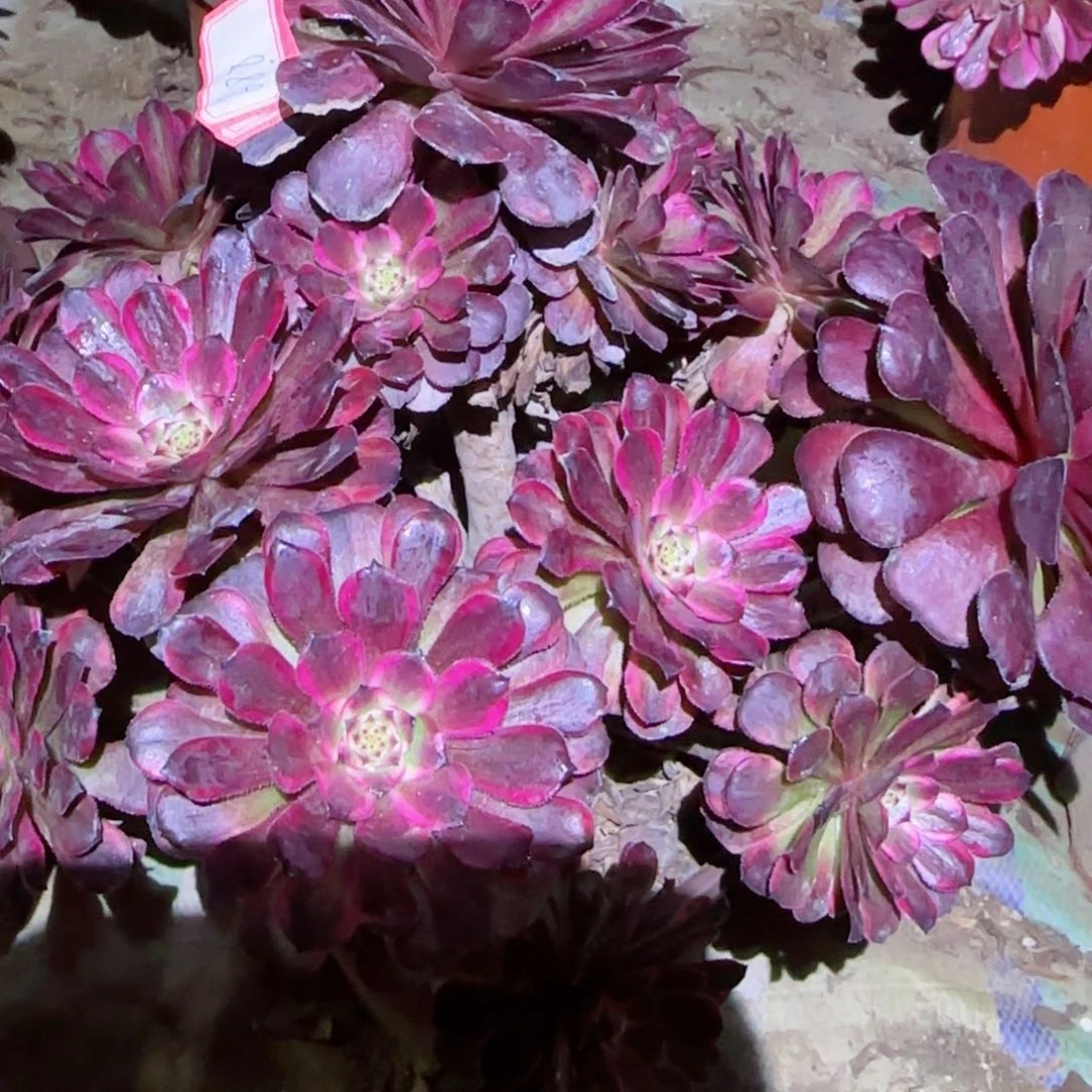 红金刚法师多肉688