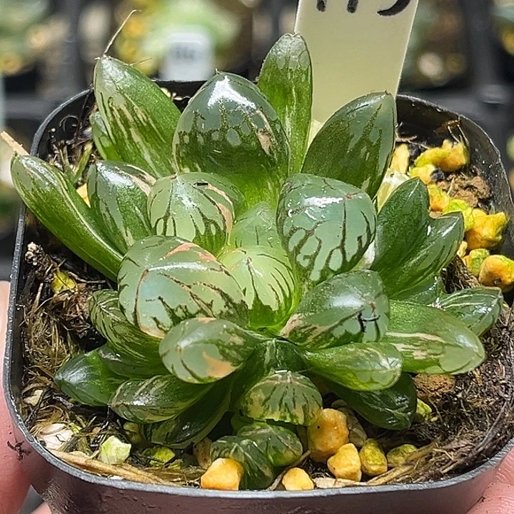 143多头红太阳玉露锦