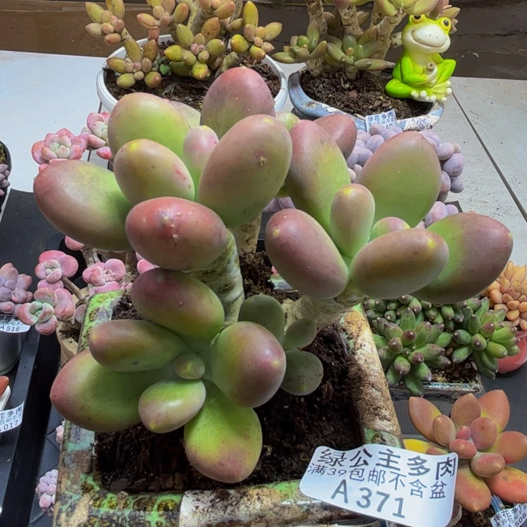 371/9cm芒果奶多肉植物