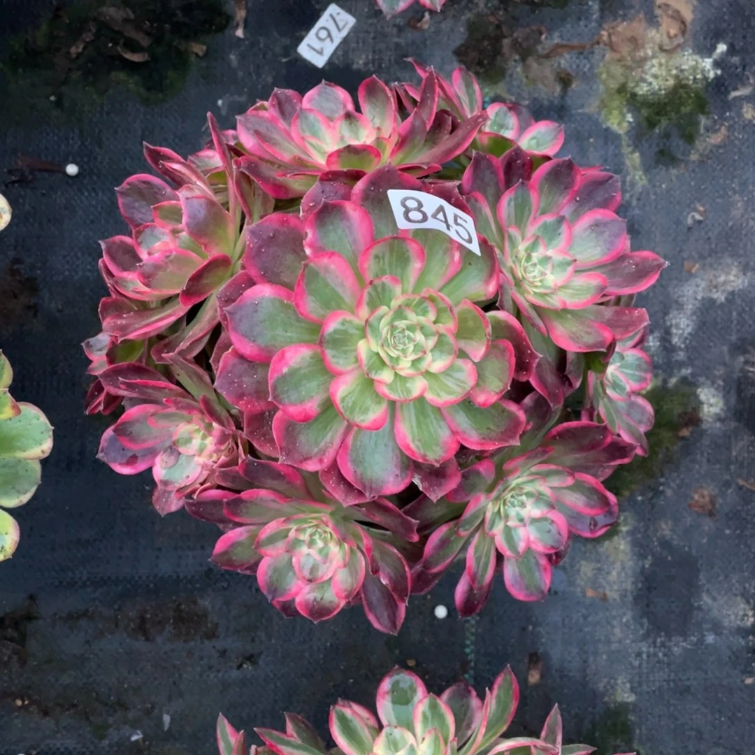 云荷多肉植物老桩