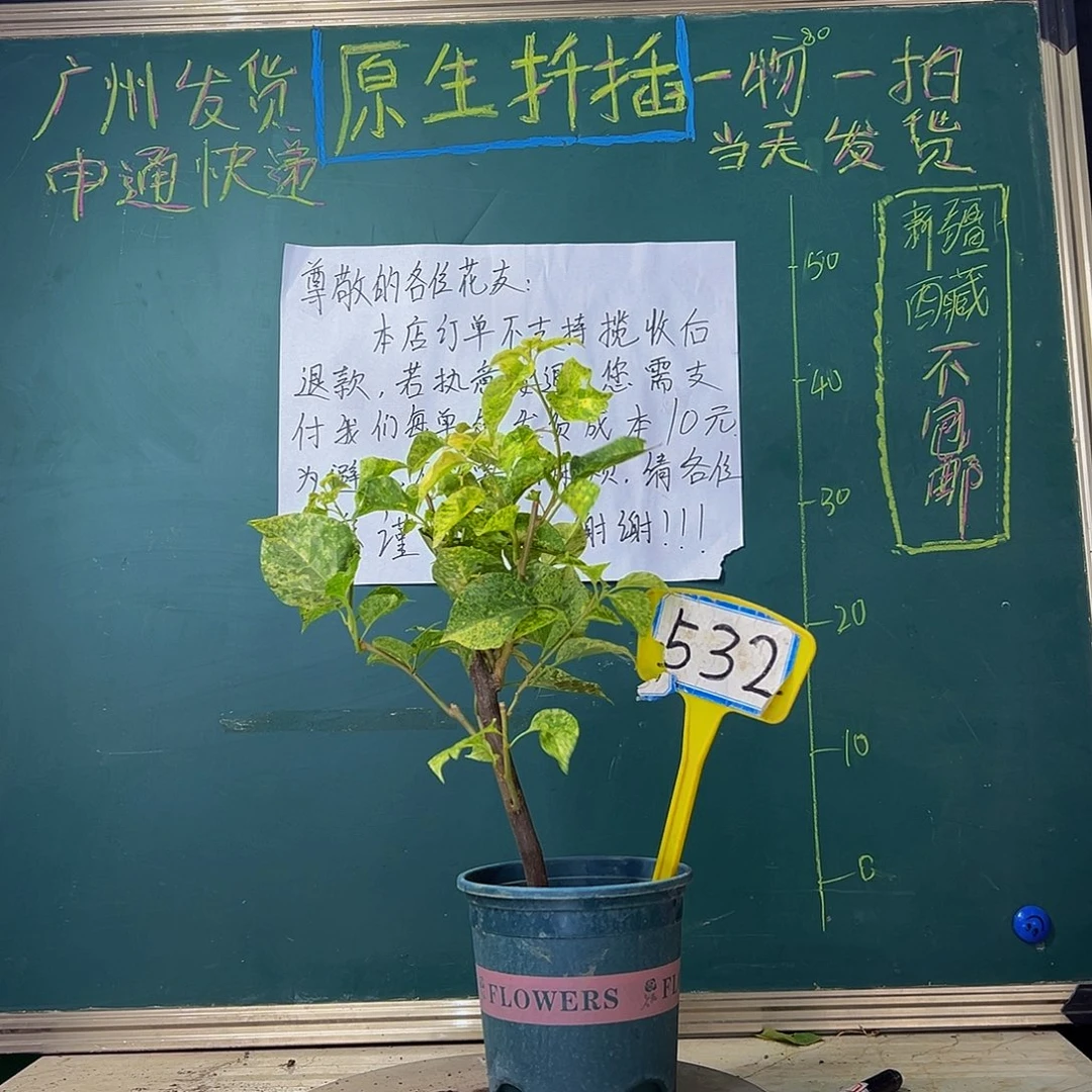 当前无花栽培后可以开花粗杆 雪花橙532