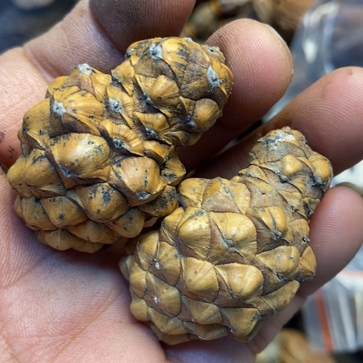 吊坠桃核娜姐真的101