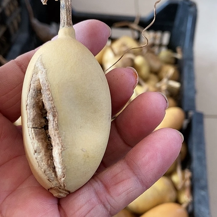 三*d j do f j s b s d d