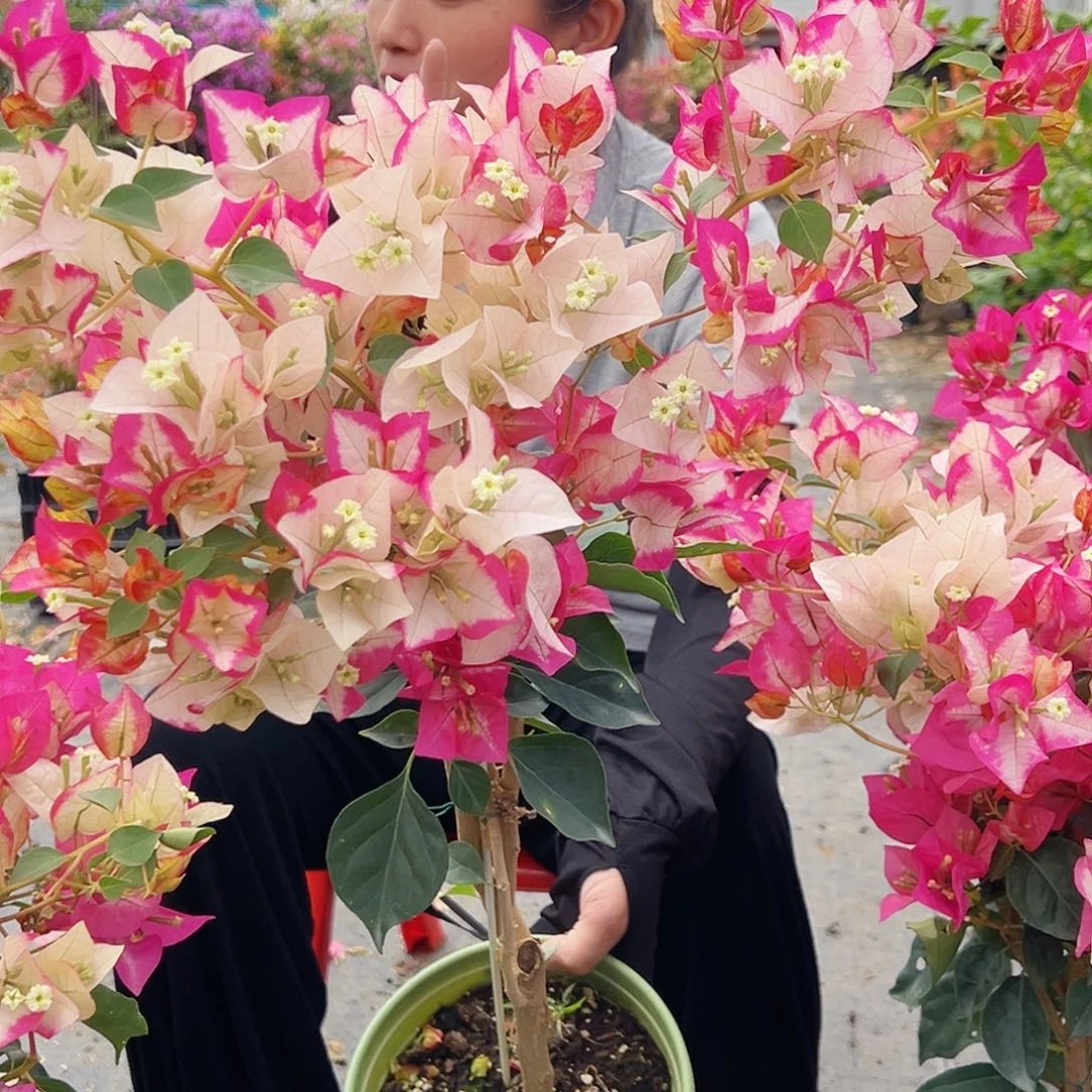 大部分花苞少量开放金娆带竹一棵